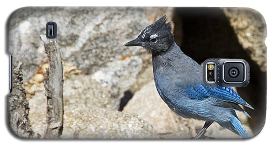 Bird Galaxy S5 Case featuring the photograph Stellers Jay by Angelina Tamez