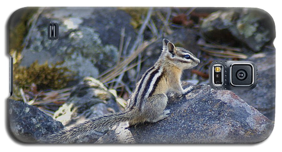 Chipmunks Galaxy S5 Case featuring the photograph Straight Tailed Chipmunk on a Rock by Ben Upham III