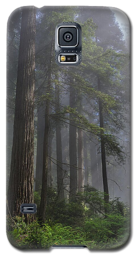 Redwoods Galaxy S5 Case featuring the photograph Sun Breaking on Redwoods by Greg Nyquist