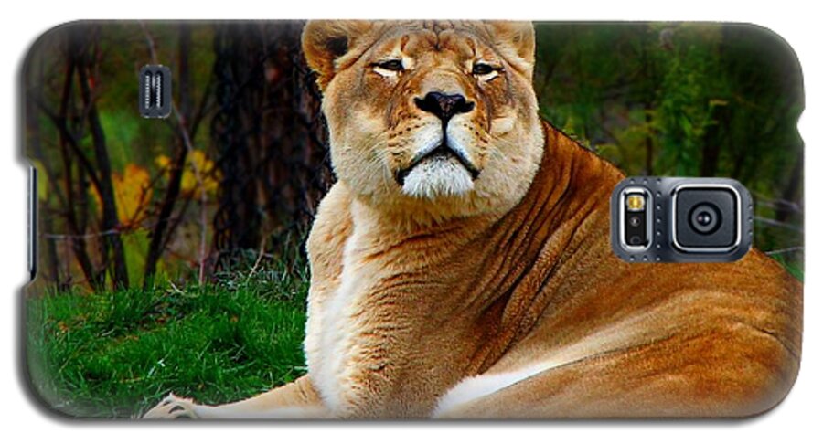 Lion Galaxy S5 Case featuring the photograph The Lioness by Davandra Cribbie