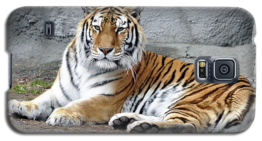 Tiger Galaxy S5 Case featuring the photograph Tiger Resting by Ronald Grogan