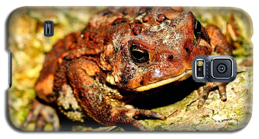 Toad Galaxy S5 Case featuring the photograph Toad by Joe Ng