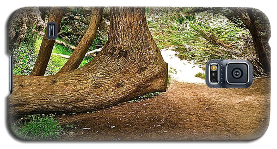 Tree Galaxy S5 Case featuring the photograph Tree And Trail by Bill Owen