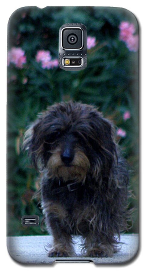 Dog Galaxy S5 Case featuring the photograph Waiting by Lainie Wrightson