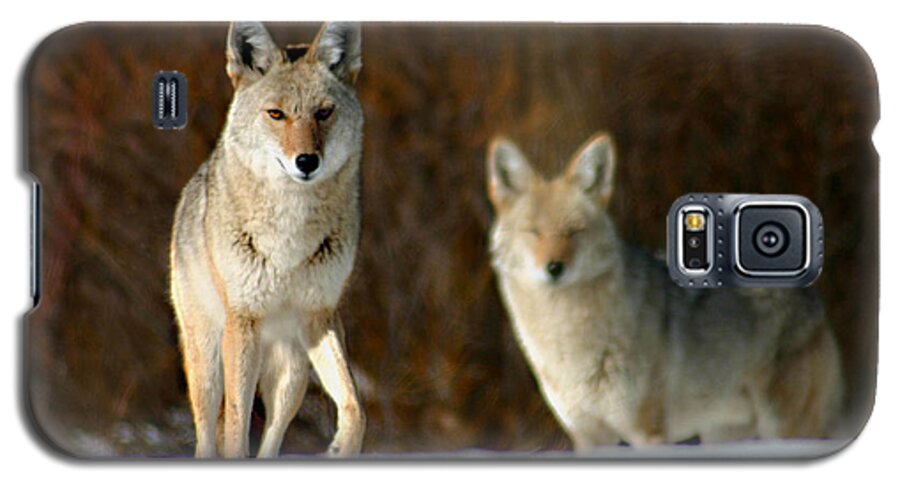 Coyotes Galaxy S5 Case featuring the photograph Watching by Mitch Shindelbower