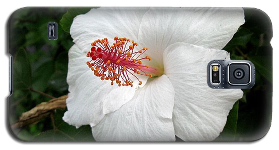 Hibiscus Galaxy S5 Case featuring the photograph White Hibiscus by Carol Sweetwood
