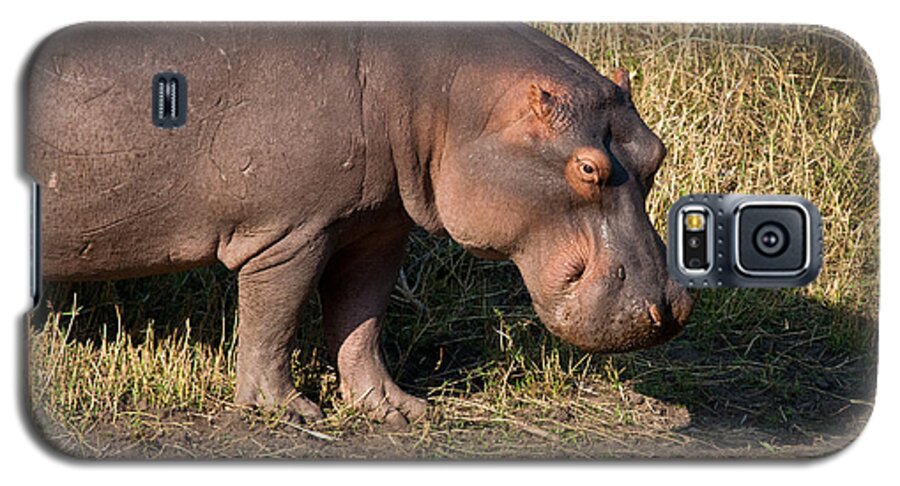 Africa Galaxy S5 Case featuring the photograph Wild Hippopotamus by Karen Lee Ensley