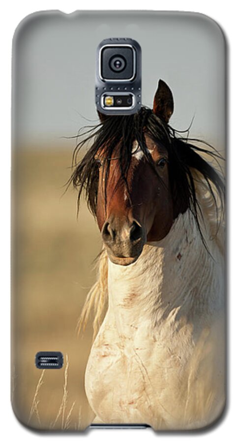 Blm Galaxy S5 Case featuring the photograph Wild Mustang Band Stallion by D Robert Franz