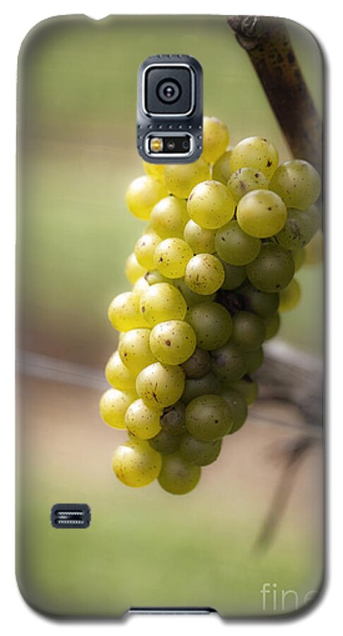 Grapes Galaxy S5 Case featuring the photograph Wine Grapes by Leslie Leda