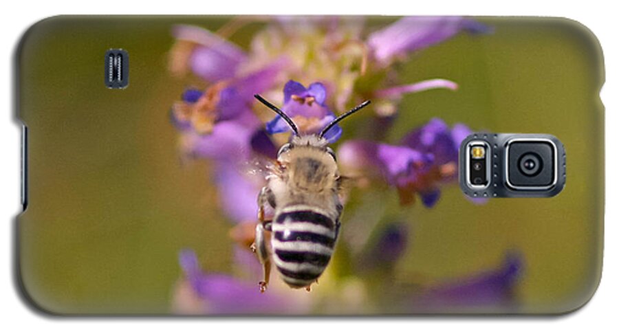 Bee Galaxy S5 Case featuring the photograph Worker Bee by Mitch Shindelbower
