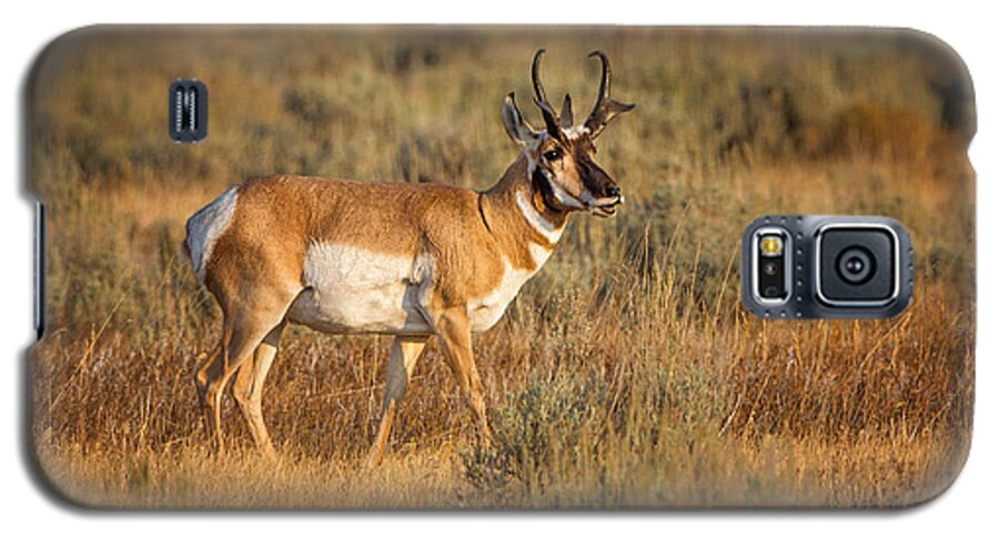 2012 Galaxy S5 Case featuring the photograph Wyoming Pronghorn by Ronald Lutz