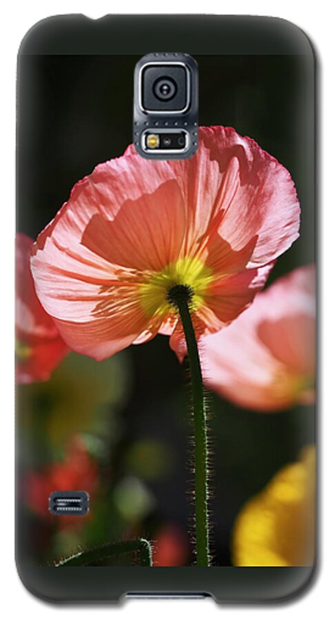 Poppies Galaxy S5 Case featuring the photograph Icelandic Poppies by Rona Black