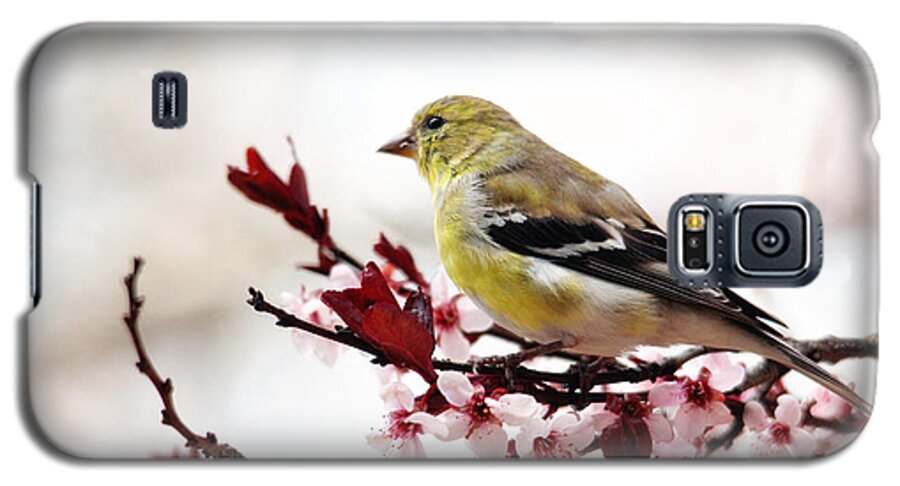 Birds Galaxy S5 Case featuring the photograph American Goldfinch in Spring by Trina Ansel