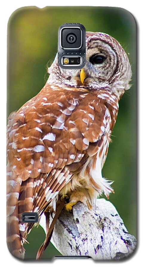 Barred Owl Galaxy S5 Case featuring the photograph Barred Owl #1 by Bill Barber