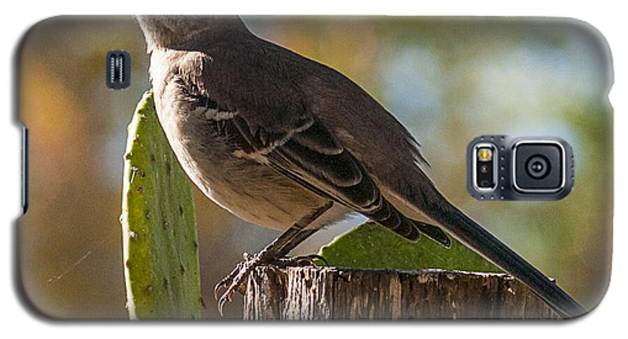 Bird Galaxy S5 Case featuring the photograph Bird on a post #1 by Brian Kinney