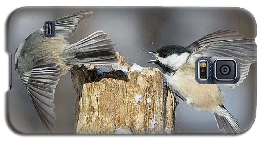 Black-capped Galaxy S5 Case featuring the photograph Black-capped Chickadee in winter #1 by Mircea Costina Photography
