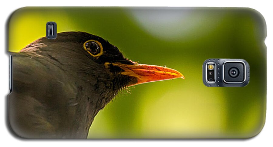 Animalia Galaxy S5 Case featuring the photograph Blackbird #1 by Jivko Nakev