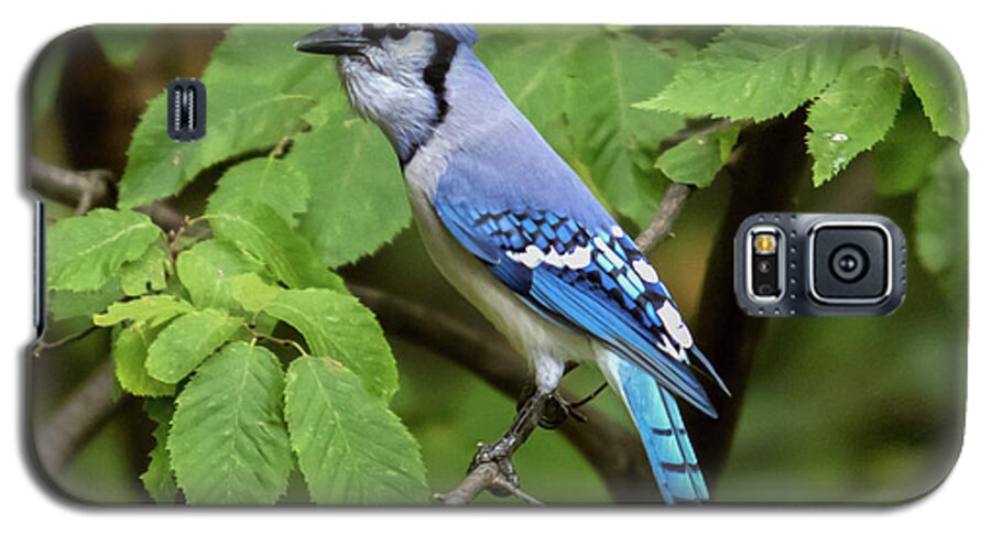Bird Galaxy S5 Case featuring the photograph Blue Jay #1 by Phil Spitze