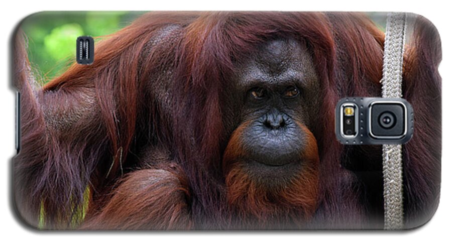 Lowry Park Zoo Galaxy S5 Case featuring the photograph Bornean Orangutan #1 by Larah McElroy