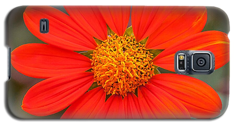 Heron Heaven Galaxy S5 Case featuring the photograph Fall Flower #1 by Ed Peterson