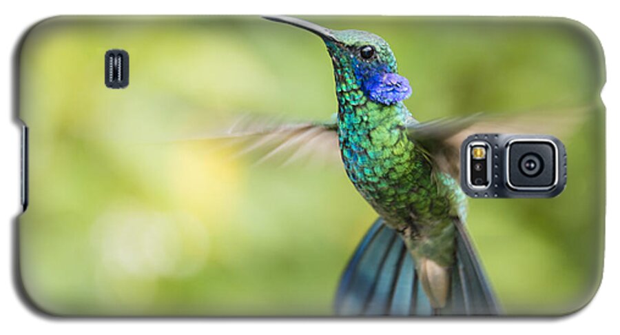 Beauty In Nature Galaxy S5 Case featuring the photograph Flying Green violetear hummingbird #1 by Oscar Gutierrez