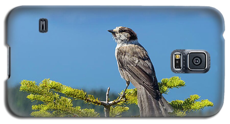 Gray Jay Galaxy S5 Case featuring the photograph Gray Jay #2 by Kathy King