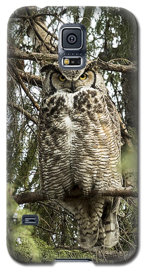 Alaska Galaxy S5 Case featuring the photograph Great Horned #1 by Ian Johnson