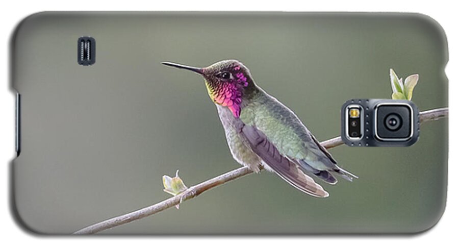 Anna's Hummingbird Galaxy S5 Case featuring the photograph Serene by Kathy King