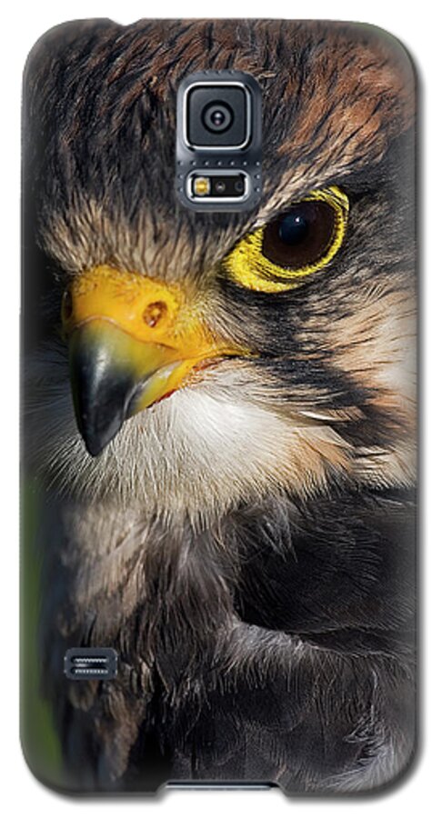 Lanner Falcon Galaxy S5 Case featuring the photograph Lanner Falcon #1 by JT Lewis
