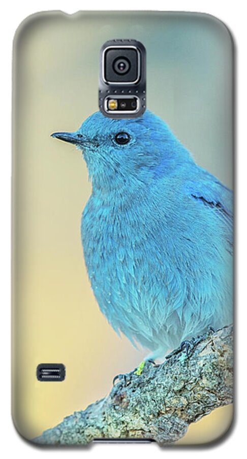 Bird Galaxy S5 Case featuring the photograph Mountain Bluebird #1 by Angie Vogel