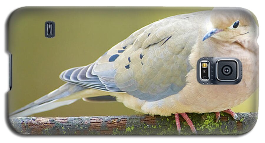 Taxonmy Galaxy S5 Case featuring the photograph Mourning Dove on Tree Branch #1 by A Macarthur Gurmankin