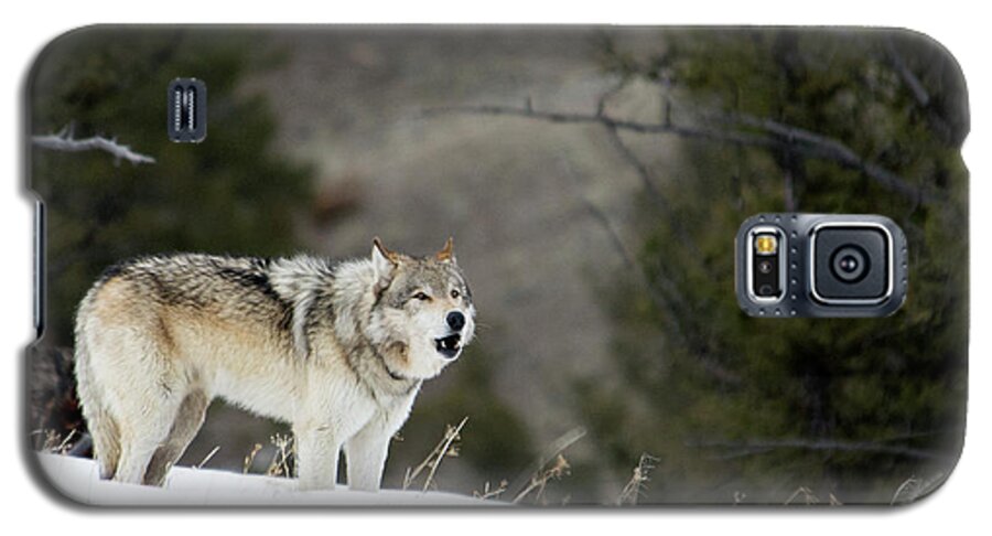 Wolf Galaxy S5 Case featuring the photograph Mr. Brown #1 by Deby Dixon