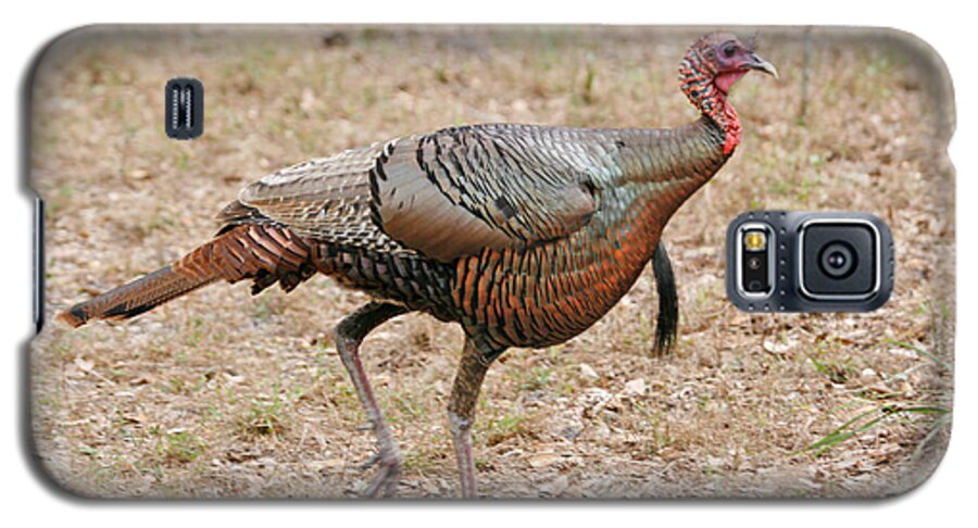 Animals Galaxy S5 Case featuring the photograph Oceola Turkey #1 by John Harmon