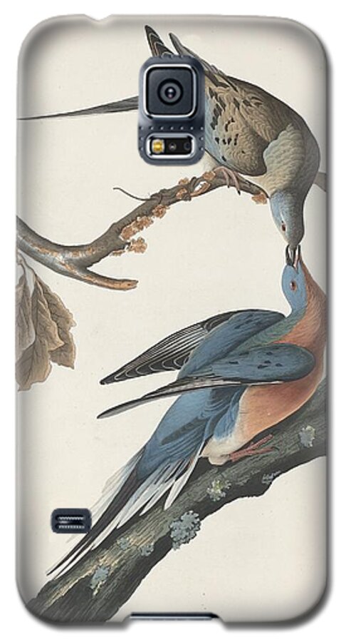 Audubon Galaxy S5 Case featuring the drawing Passenger Pigeon #1 by Dreyer Wildlife Print Collections 