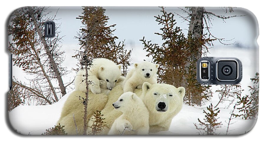#faatoppicks Galaxy S5 Case featuring the photograph Polar Bear Ursus Maritimus Trio #1 by Matthias Breiter