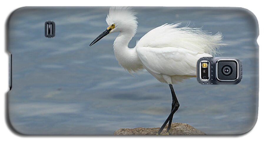 Snowy Egret Galaxy S5 Case featuring the photograph Private Island #1 by Fraida Gutovich