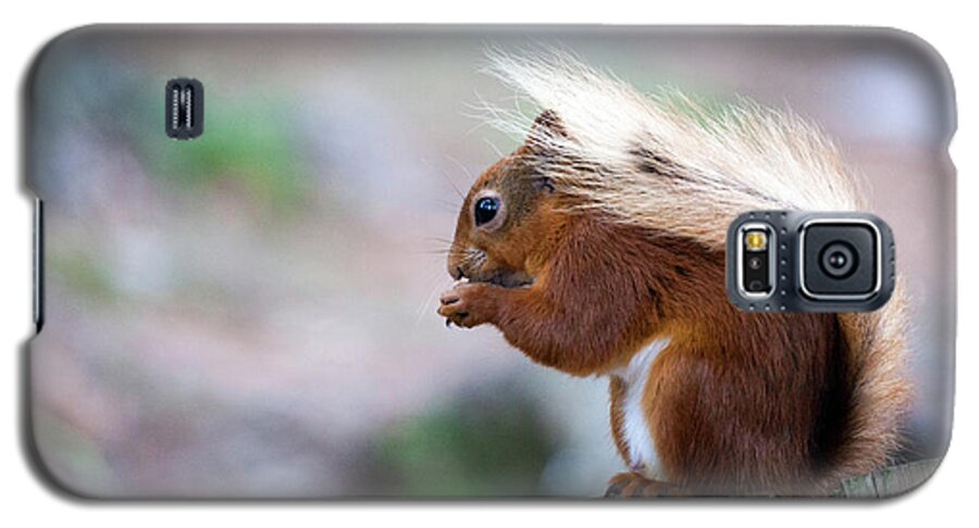 Red Squirrel Galaxy S5 Case featuring the photograph Red Squirrel #2 by Anita Nicholson