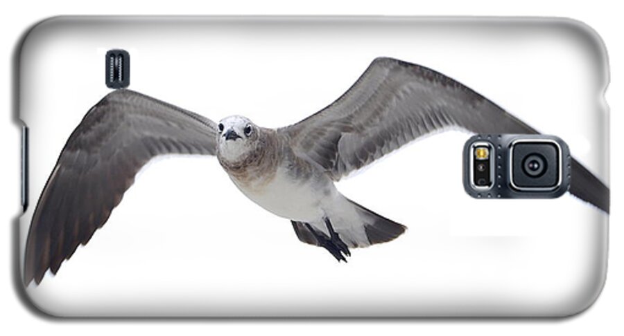 Sea Gull Galaxy S5 Case featuring the photograph Sea Gull #1 by James Granberry