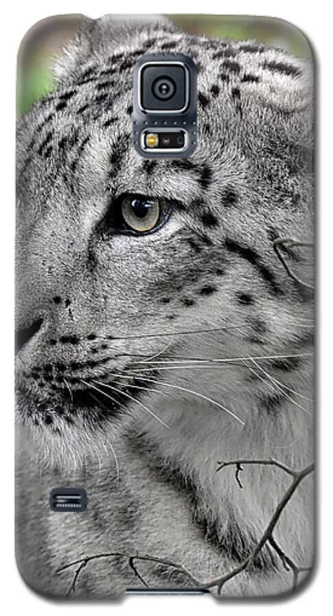 Panthera Uncia Galaxy S5 Case featuring the photograph Snow Leopard #1 by Kuni Photography
