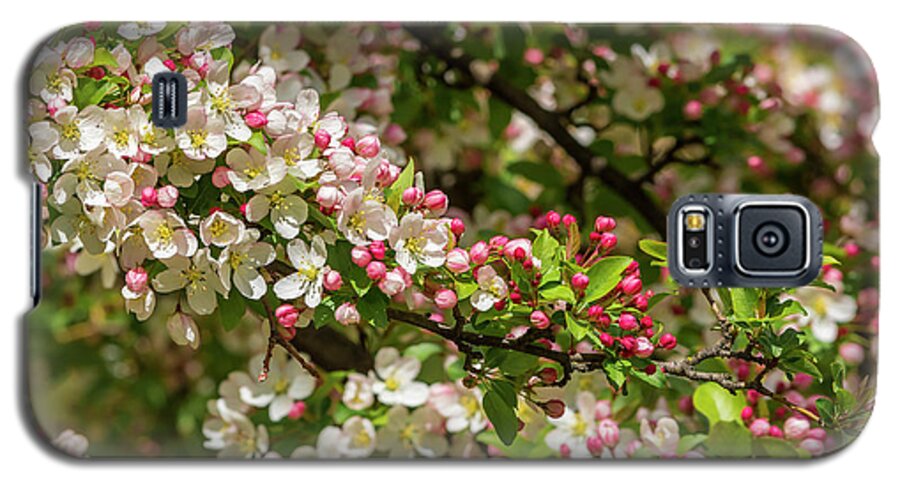 5dmkiv Galaxy S5 Case featuring the photograph Spring Blossoms #1 by Mark Mille