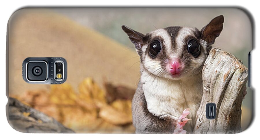 Animal Galaxy S5 Case featuring the photograph Sugar glider #1 by Les Palenik