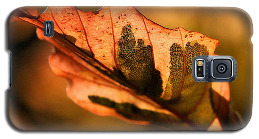 Fall Galaxy S5 Case featuring the photograph Tri-Color Beech in Autumn #1 by Angela Rath