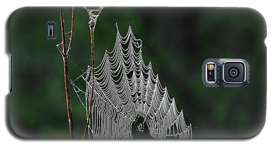 Nature Galaxy S5 Case featuring the photograph Webs We Weave #1 by Skip Willits