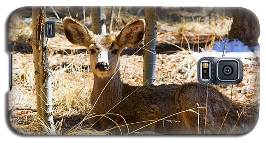 Deer Galaxy S5 Case featuring the photograph Mule Deer in the Pike National Forest #12 by Steven Krull