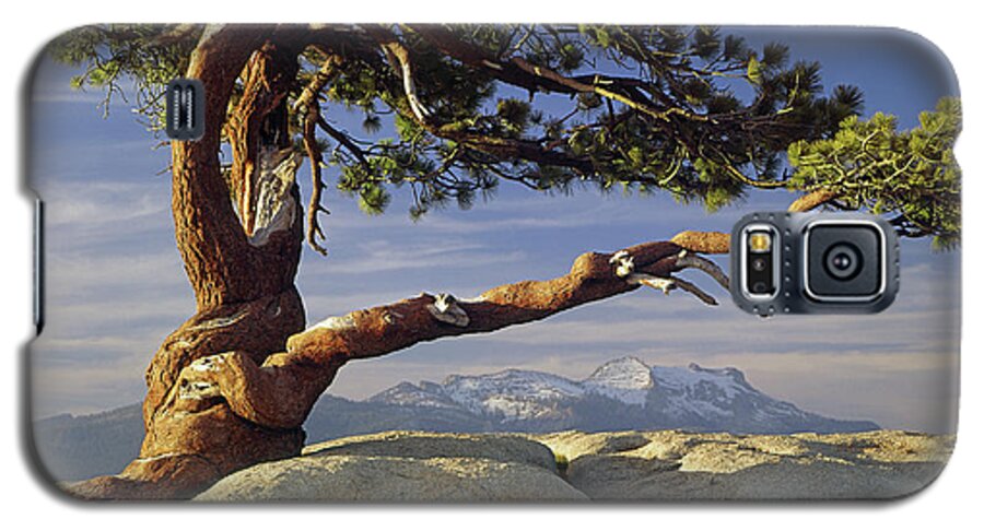 1m6701 Galaxy S5 Case featuring the photograph 1M6701 Historic Jeffrey Pine Sentinel Dome Yosemite by Ed Cooper Photography