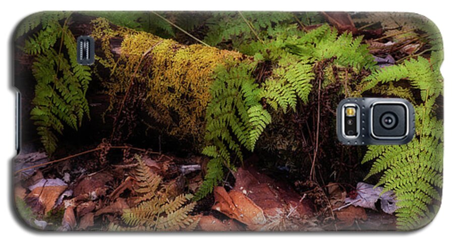 Blue Mountain- Birch Cove Lakes Wilderness Galaxy S5 Case featuring the photograph Broken Down #2 by Irwin Barrett