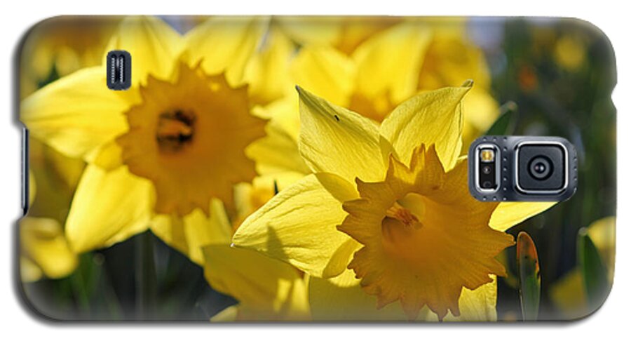 Daffodils In The Sunshine Galaxy S5 Case featuring the photograph Daffodils in the sunshine #2 by Julia Gavin