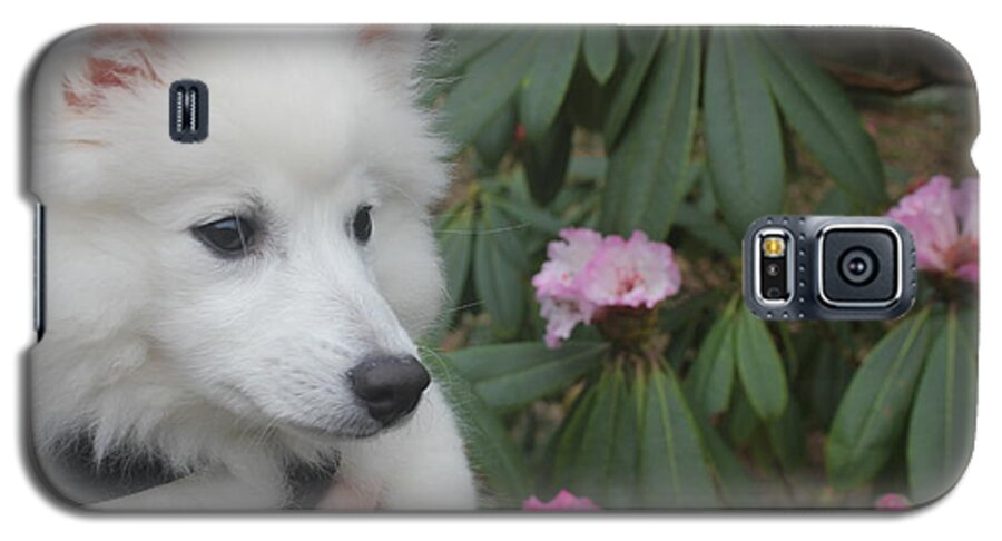 Dog Galaxy S5 Case featuring the photograph Daisy #2 by David Grant