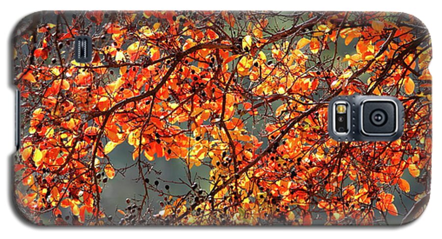 Autumn Galaxy S5 Case featuring the photograph Fall Leaves #2 by Nicholas Burningham