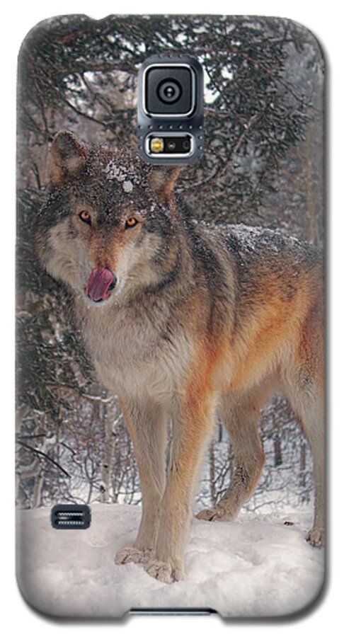 Animal Galaxy S5 Case featuring the photograph Keara #2 by Brian Cross